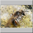 Andrena ventralis - Sandbiene w01b.jpg